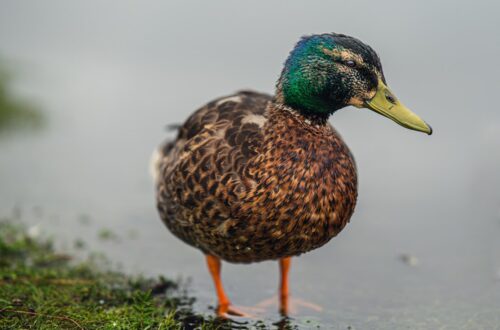 Photo Duck feet