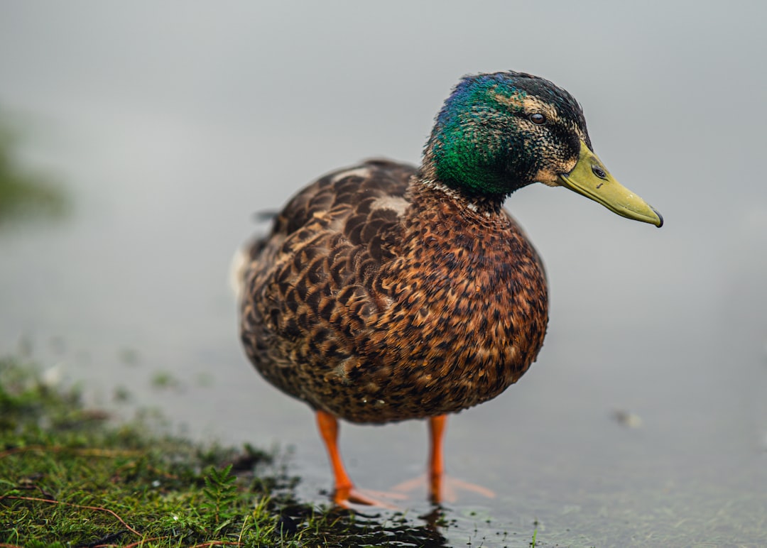 Photo Duck feet