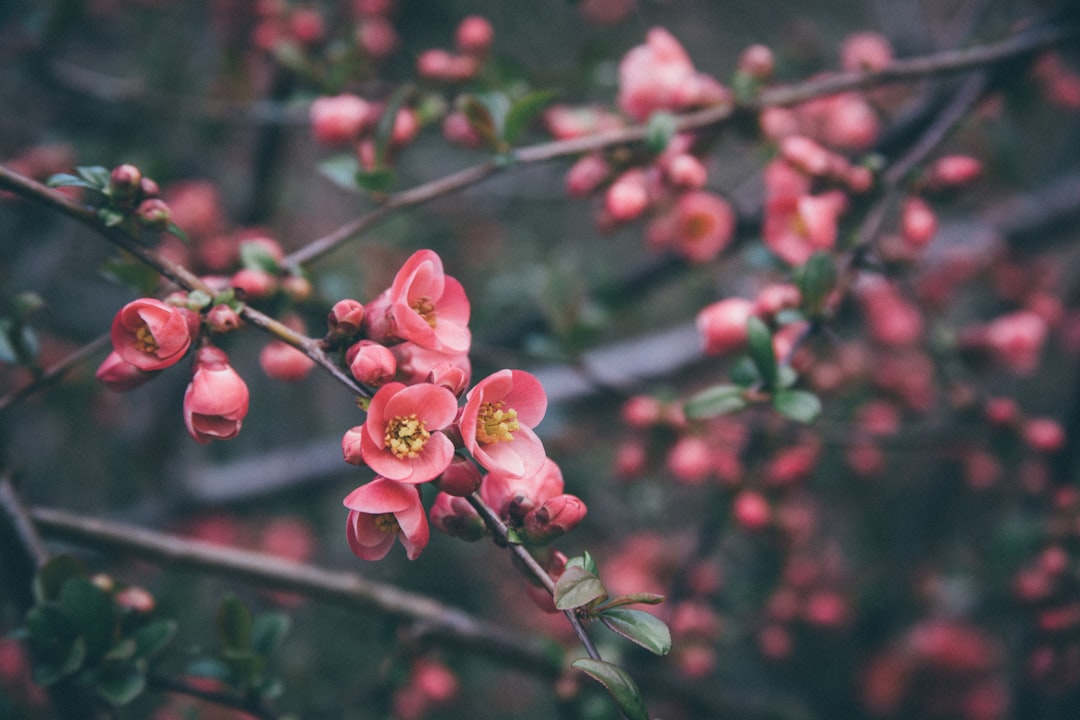 Photo Pink blossoms